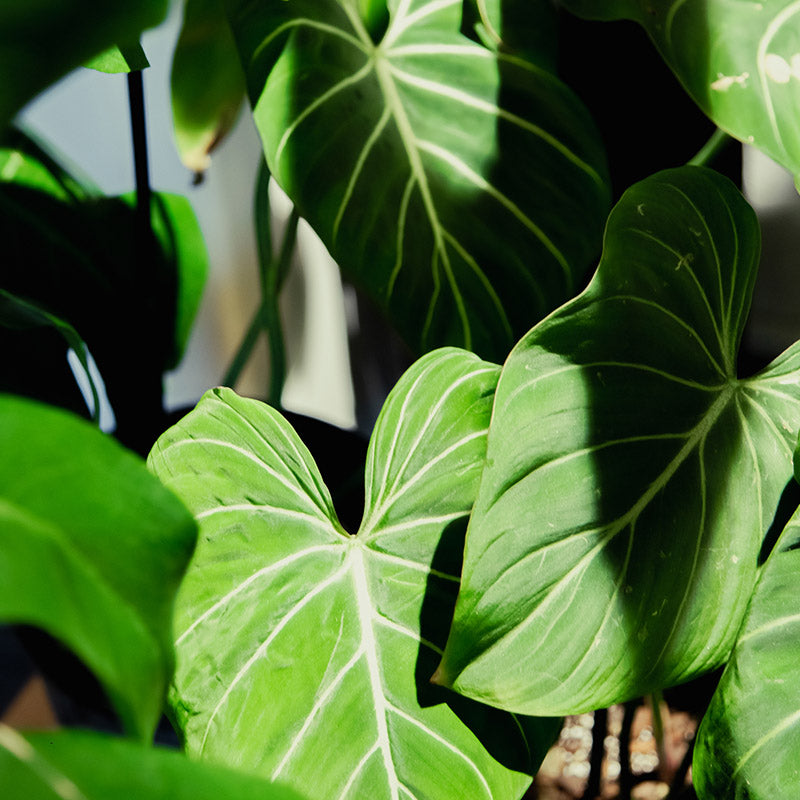All Plants  Flora/Fauna