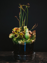Workshop / Carnivorous Bog Garden