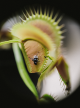 Workshop / Carnivorous Bog Garden