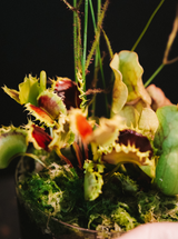 Workshop / Carnivorous Bog Garden