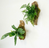 Workshop / Mounted Ferns (Friday 11/20 6:00 pm)