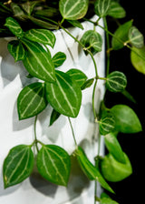 Dischidia / Watermelon