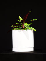 Calathea / Lancifolia Rattlesnake