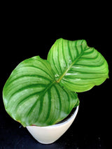 Calathea / Orbifolia