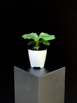 Calathea / Orbifolia