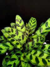 Calathea / Lancifolia Rattlesnake