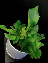 Staghorn Fern side angle picture of plant for sale at our shop in Atlanta Georgia