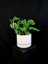 Monstera / Adansonii