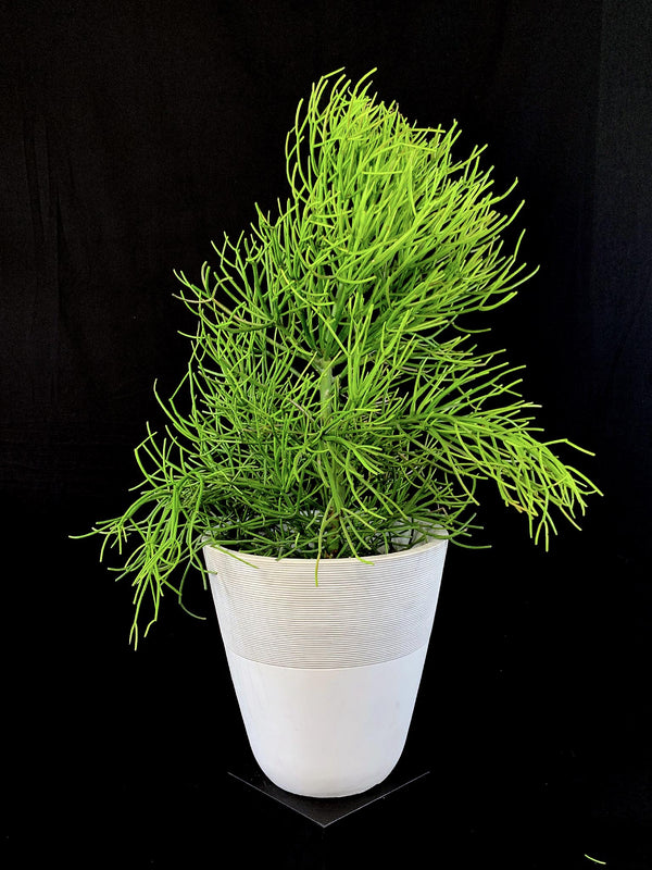 Euphorbia / Tirucalli Pencil Cactus