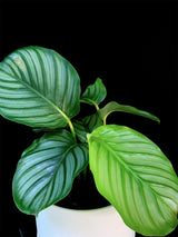 Calathea / Orbifolia
