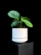 Calathea / Orbifolia