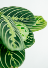 Kokedama / Green Maranta "Prayer Plant" (Preorder)