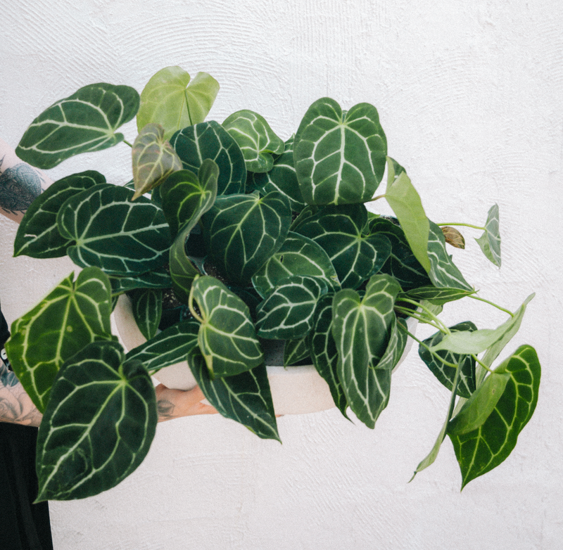 Anthurium / Crystallinum