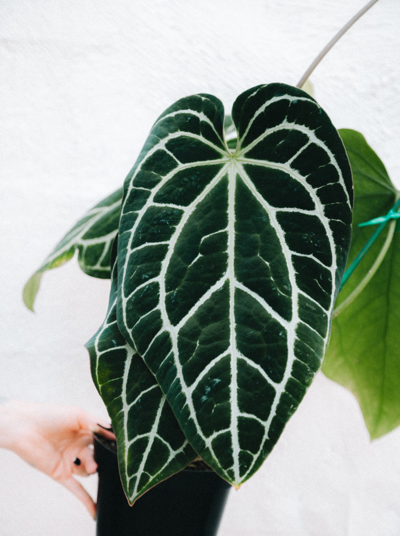 Anthurium / Crystallinum Minahasa