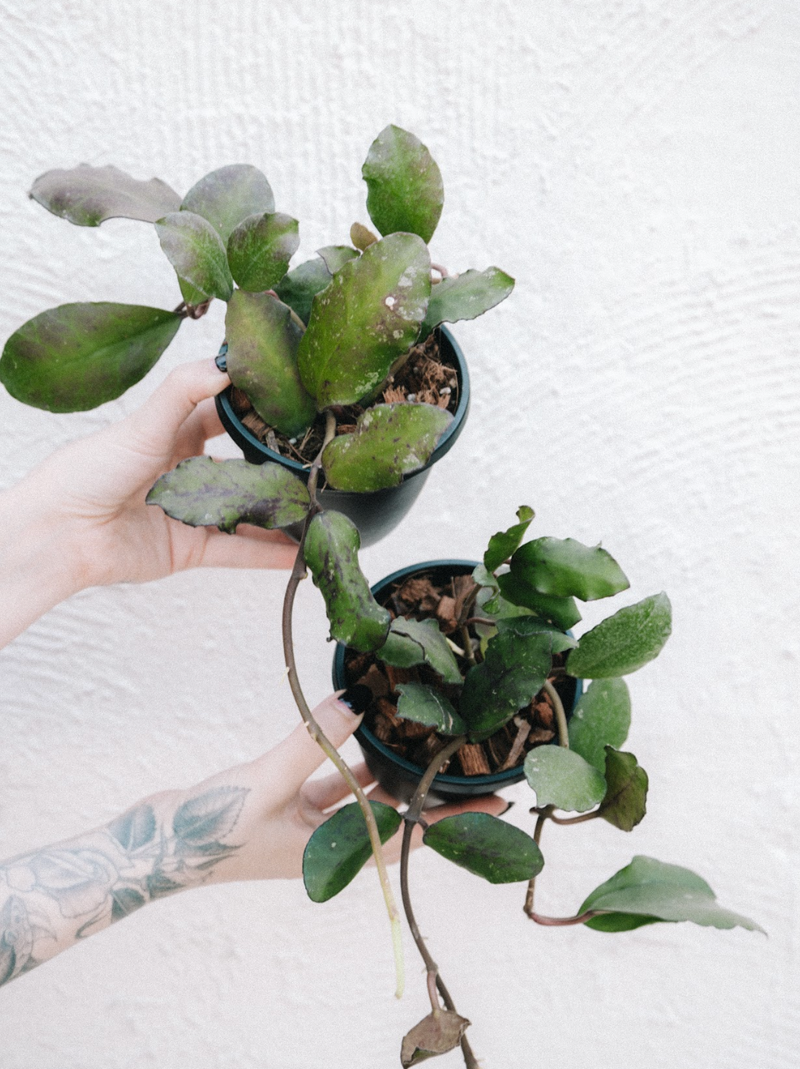 Hoya / Waymaniae