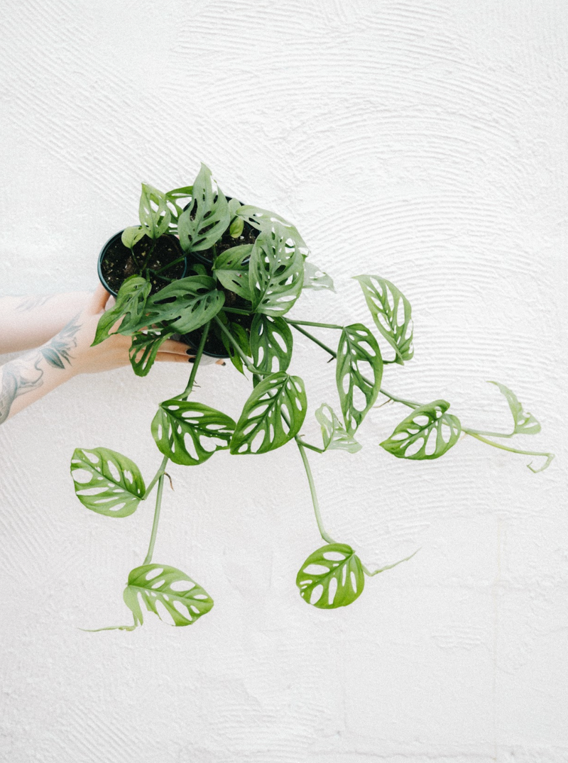 monstera esqueleto Monstera / Esqueleto – Flora/Fauna