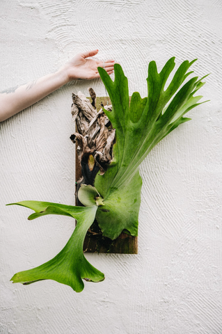 Platycerium / Holttumii - Thumbnail 2