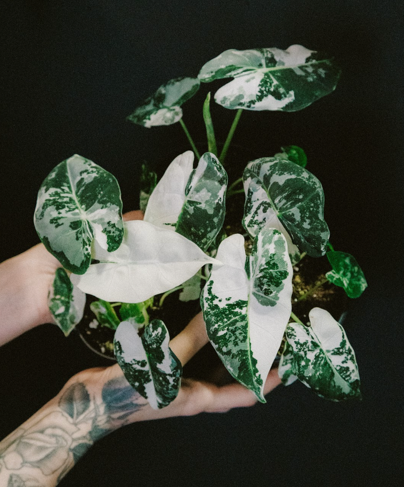 Alocasia / Frydek Variegated