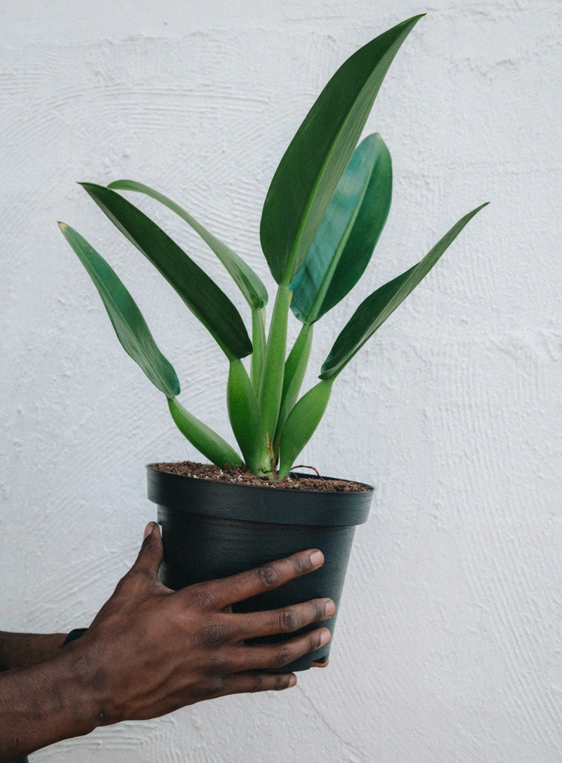 Philodendron / Martianum