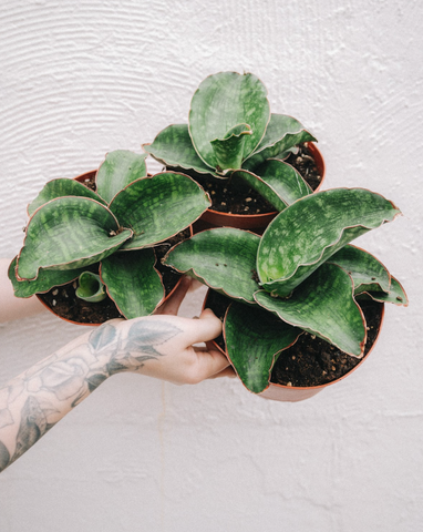Sansevieria Dragon Wings