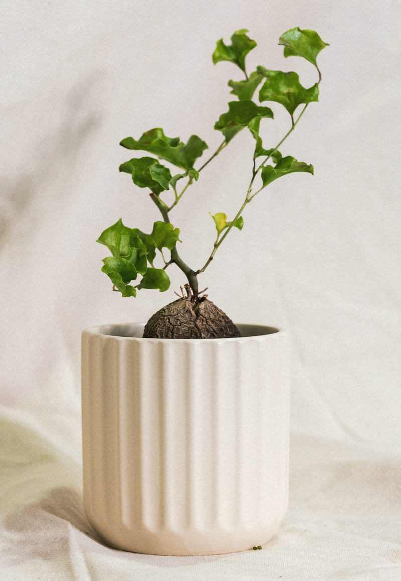 Dioscorea / Elephantipes