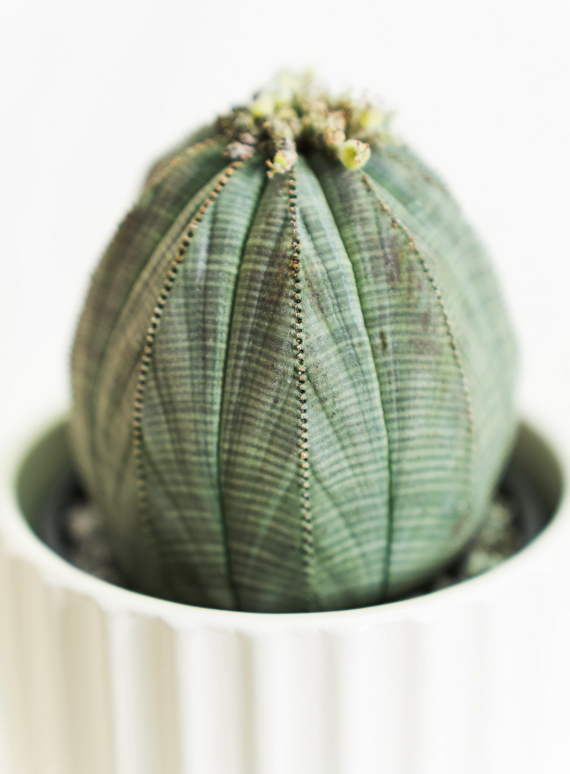 Euphorbia / Obesa