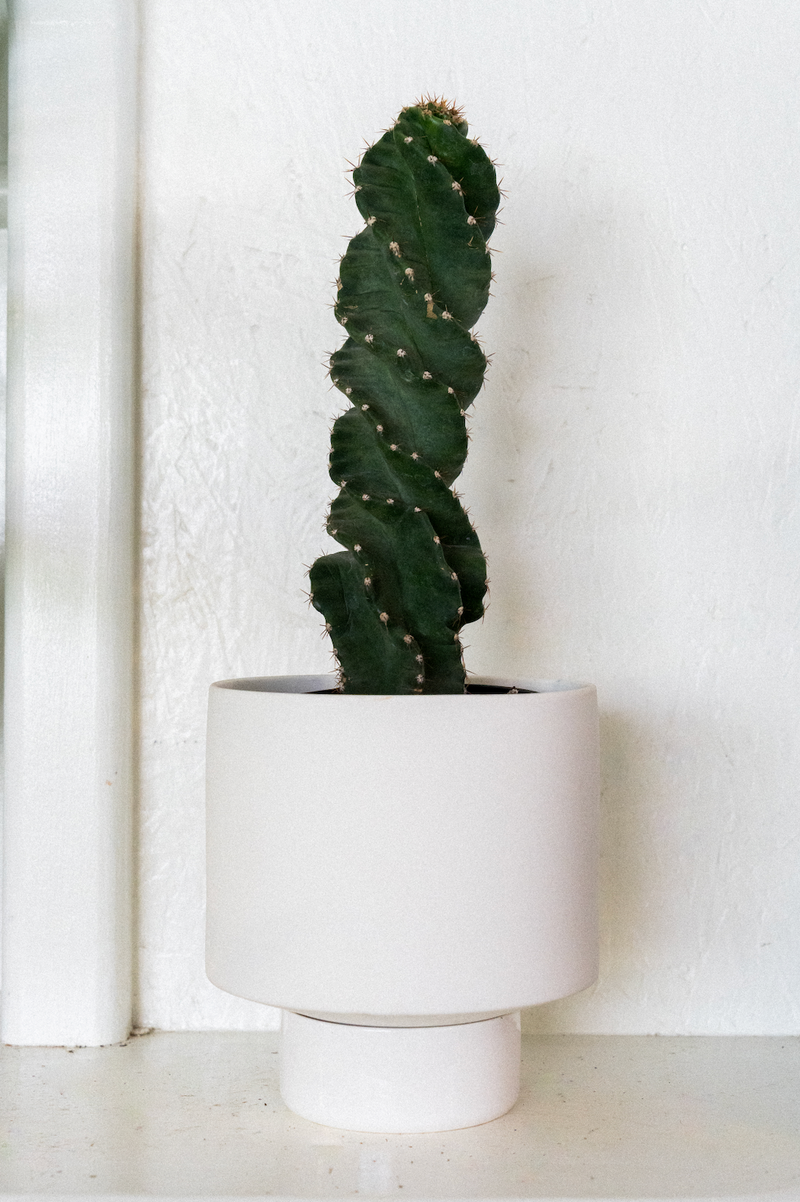 Cereus / Forbesii 'Spiralis'