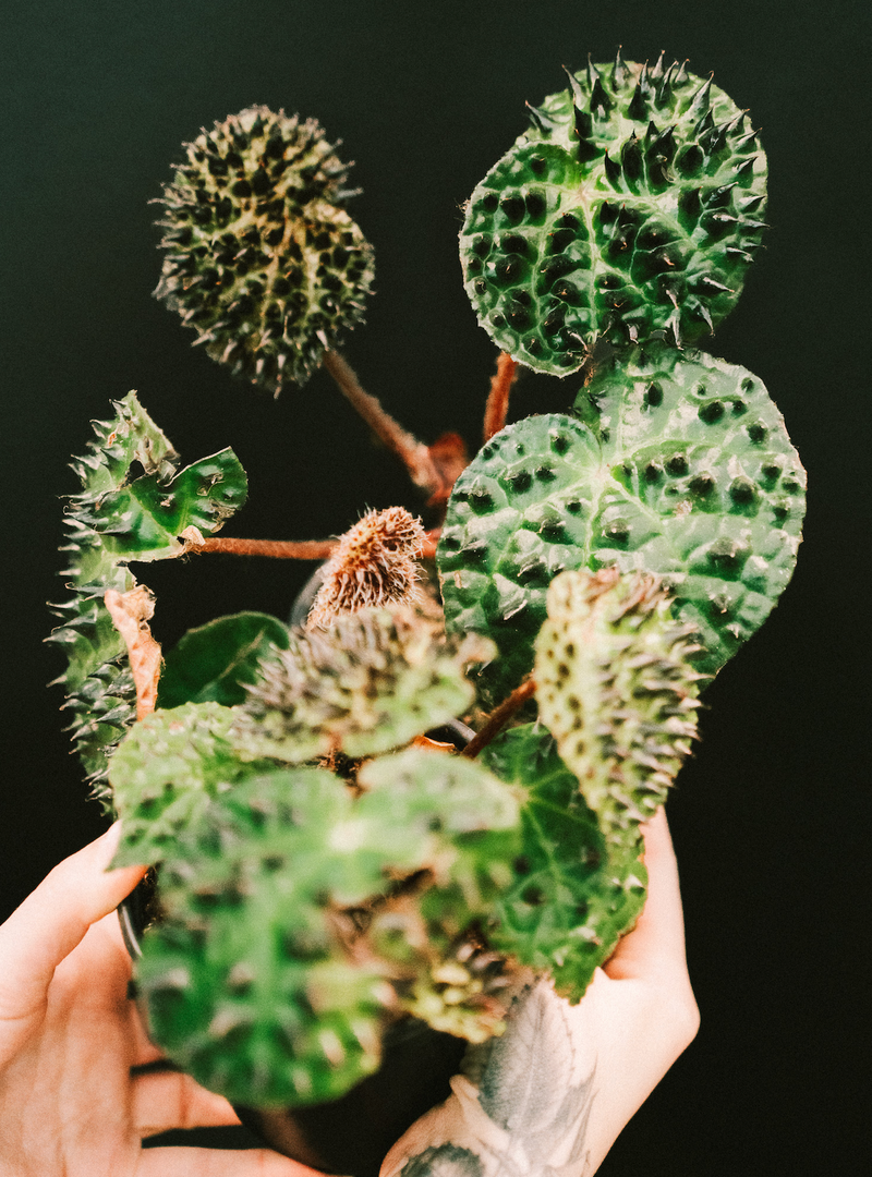 Begonia / Ferox