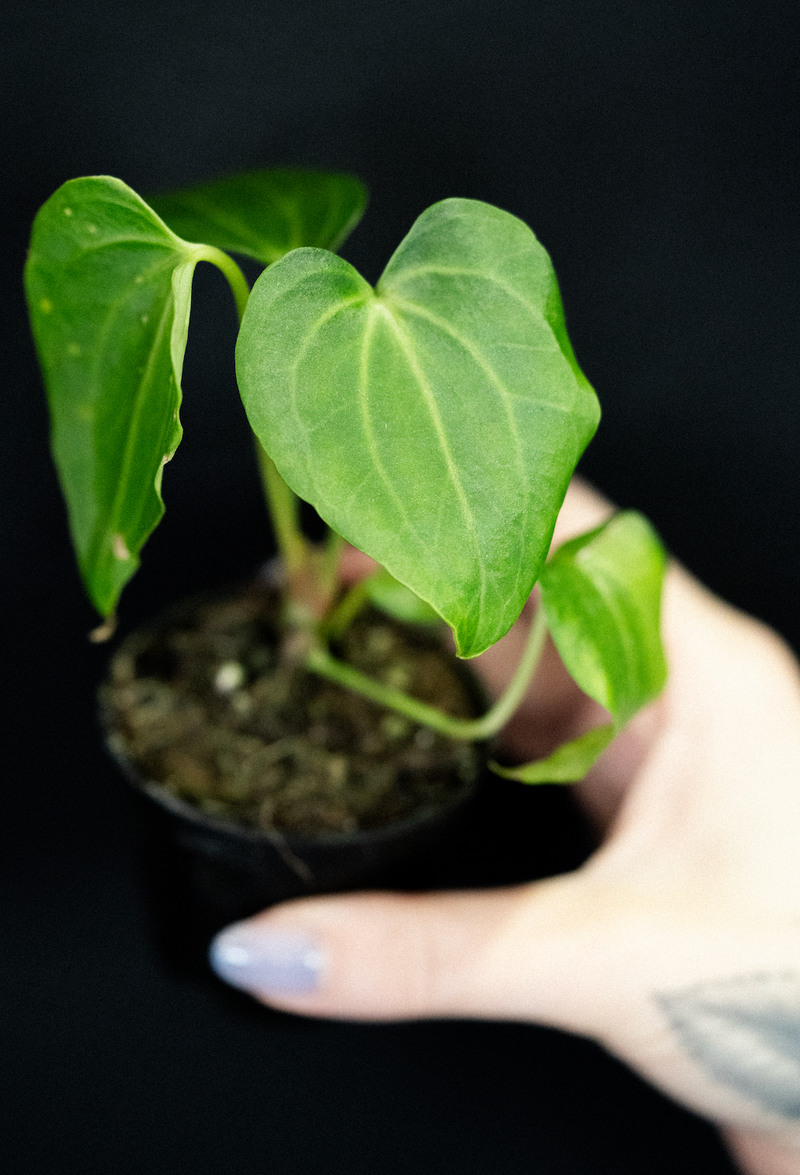 Anthurium / 'Delta Force'