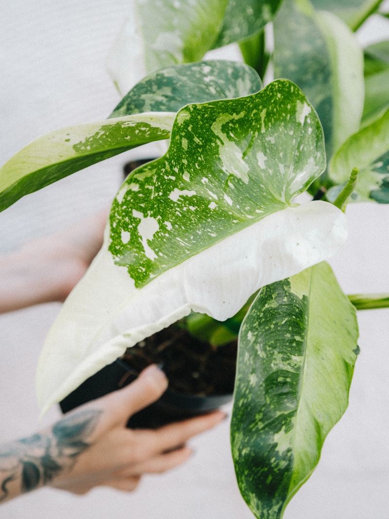 Philodendron / Jose Buono