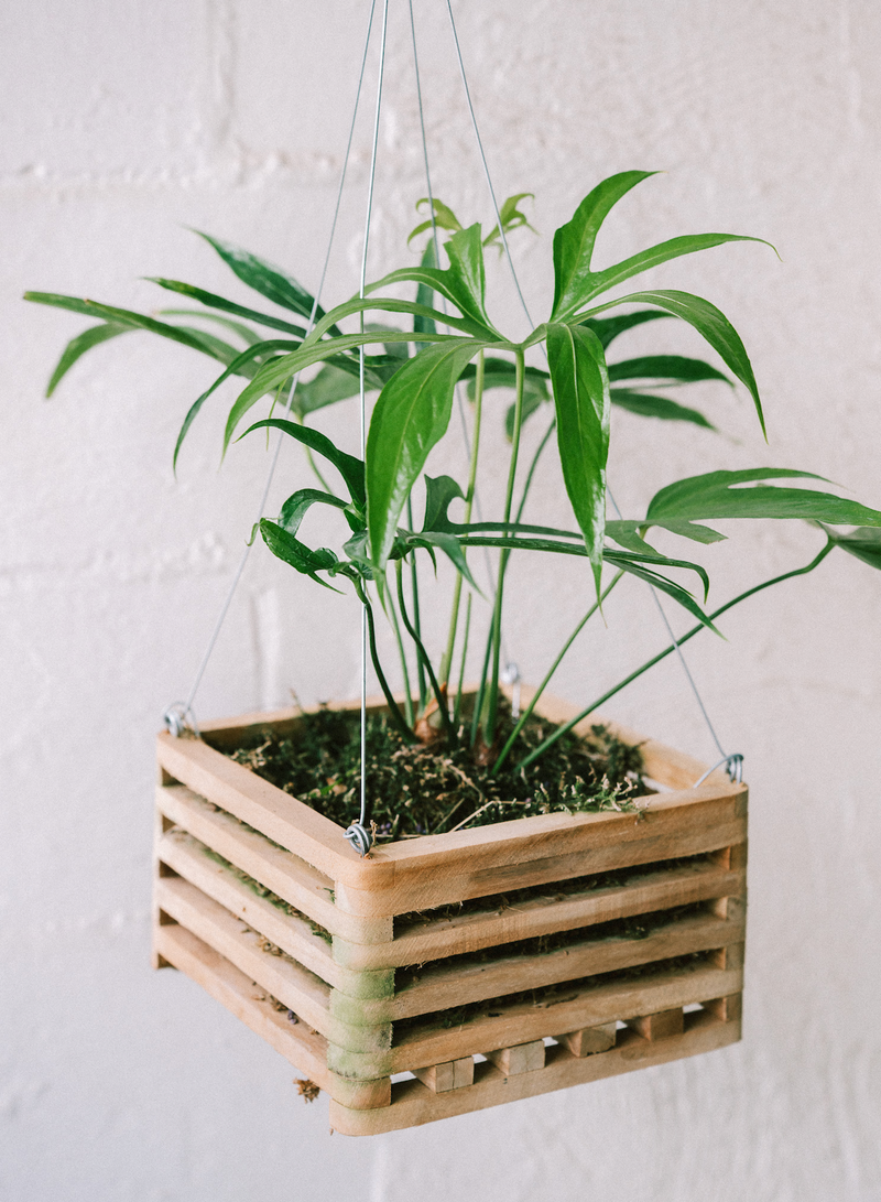 Anthurium / Pedatoradiatum