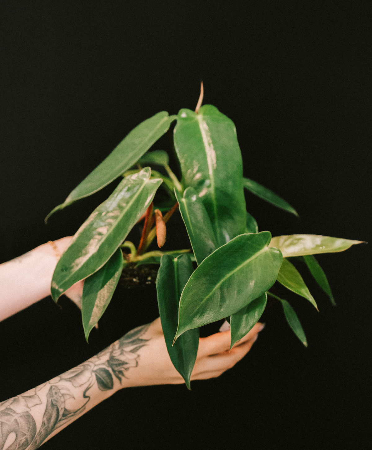 philodendron temptation Philodendron / Spiritus Sancti – Flora/Fauna