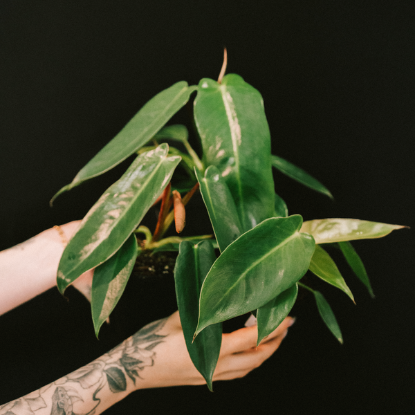 philodendron spiritus sancti price philippines Philodendron / Spiritus Sancti – Flora/Fauna