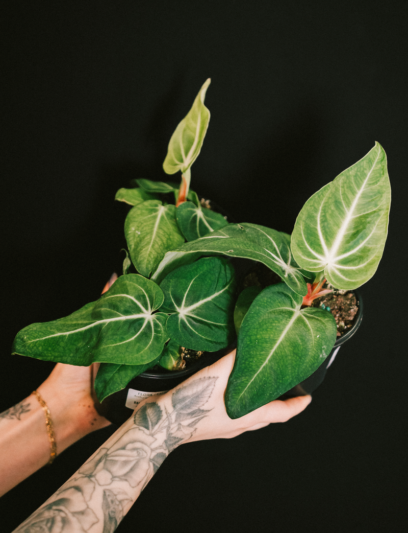 Anthurium / Villenaorum
