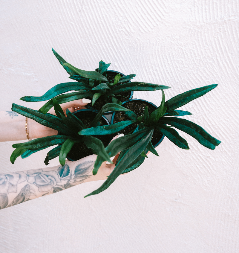 Fern / Microsorum Thailandicum 'Blue Oil'