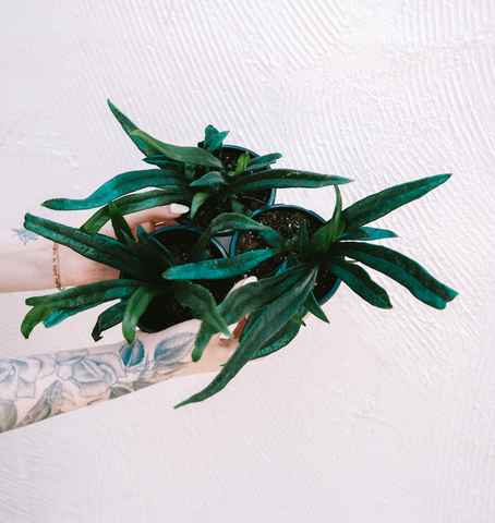 Fern / Microsorum Thailandicum 'Blue Oil' - Thumbnail 2