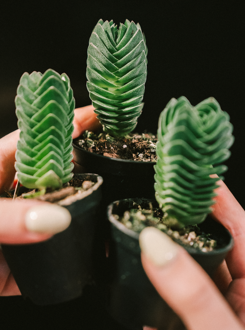 Crassula / Pyramidalis  'Buddha's Temple'