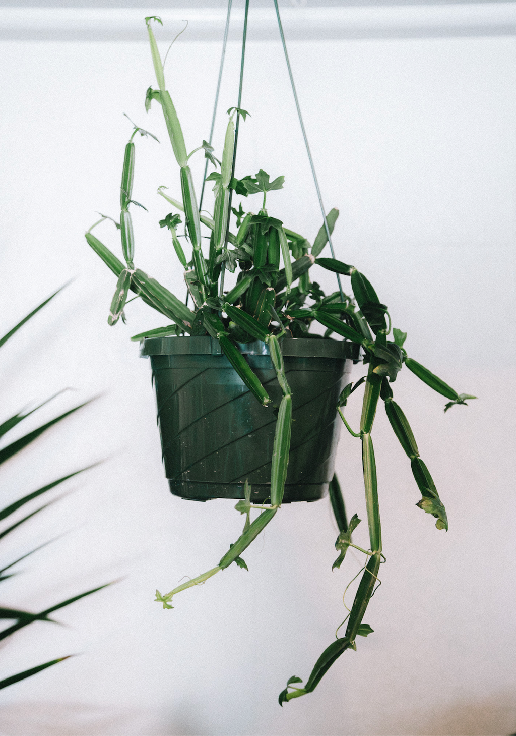 Cissus / Quadrangularis – Flora/Fauna