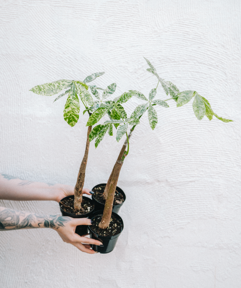 Pachira / Aquatica Variegated Money Tree