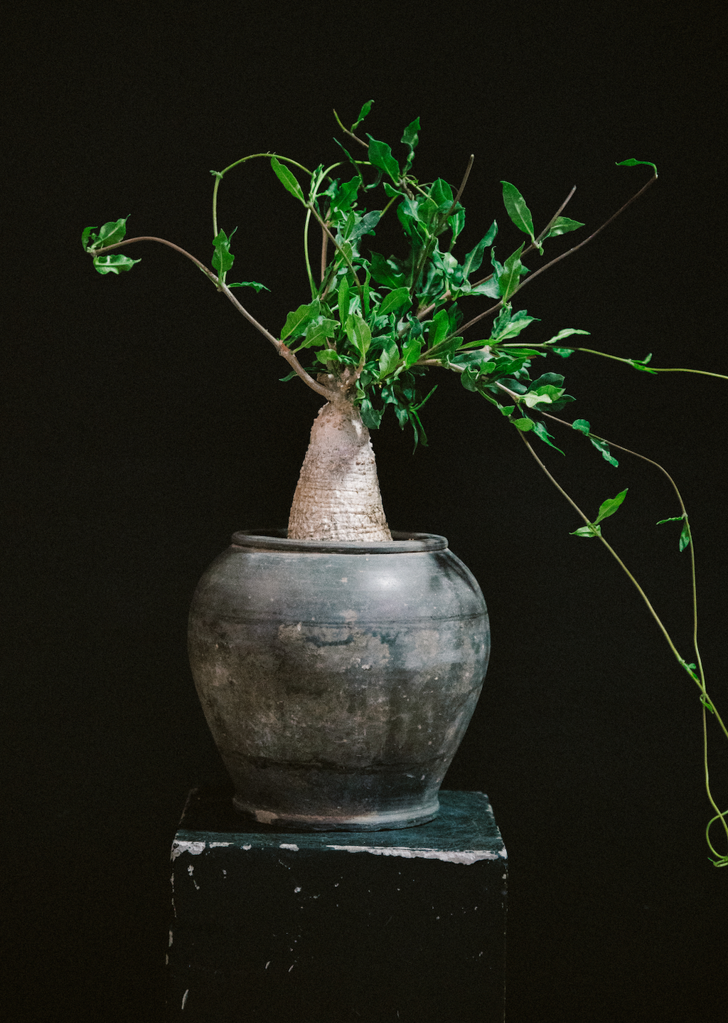 Fockea Crispa - Thumbnail 2