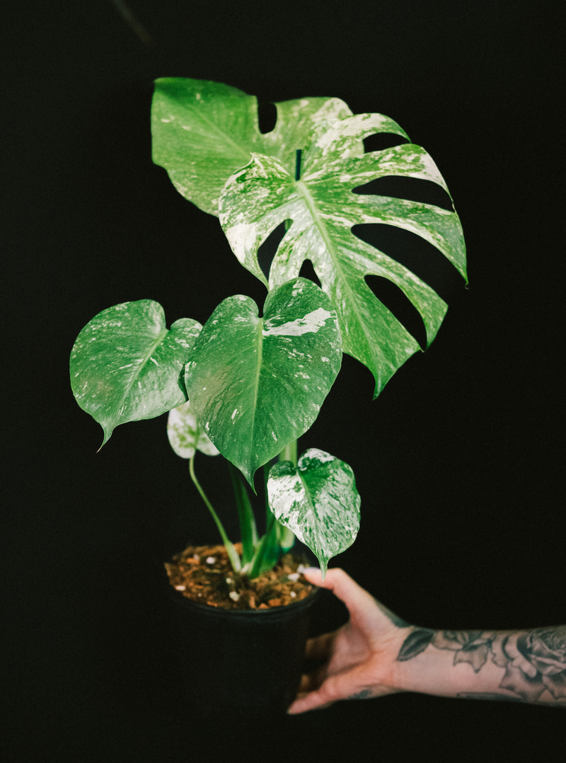 Monstera / White Monster