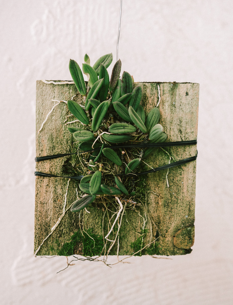 Dendrobium / Linguiforme