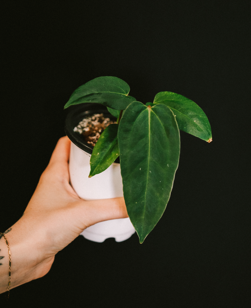 Anthurium / Portilloi x RL Papillilaminum