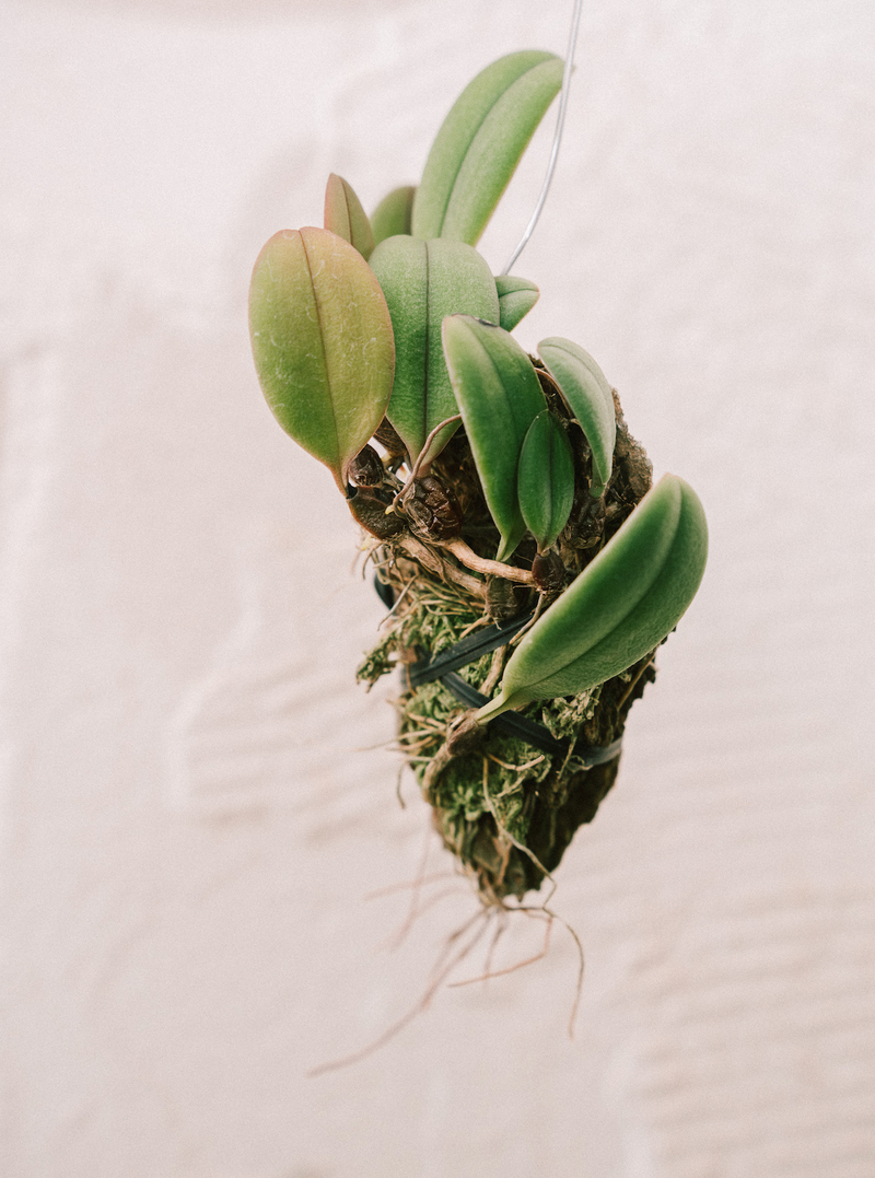 Bulbophyllum / Othonis