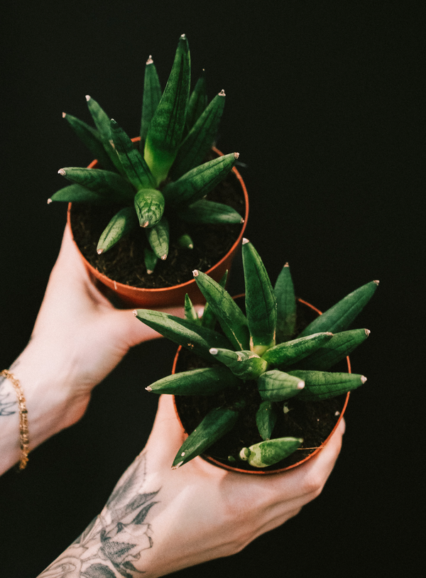 Sansevieria / Hedgehog