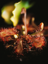 Workshop / Carnivorous Bog Garden