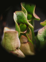 Workshop / Carnivorous Bog Garden