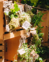 Workshop / Mounted Ferns (Friday 11/20 6:00 pm)