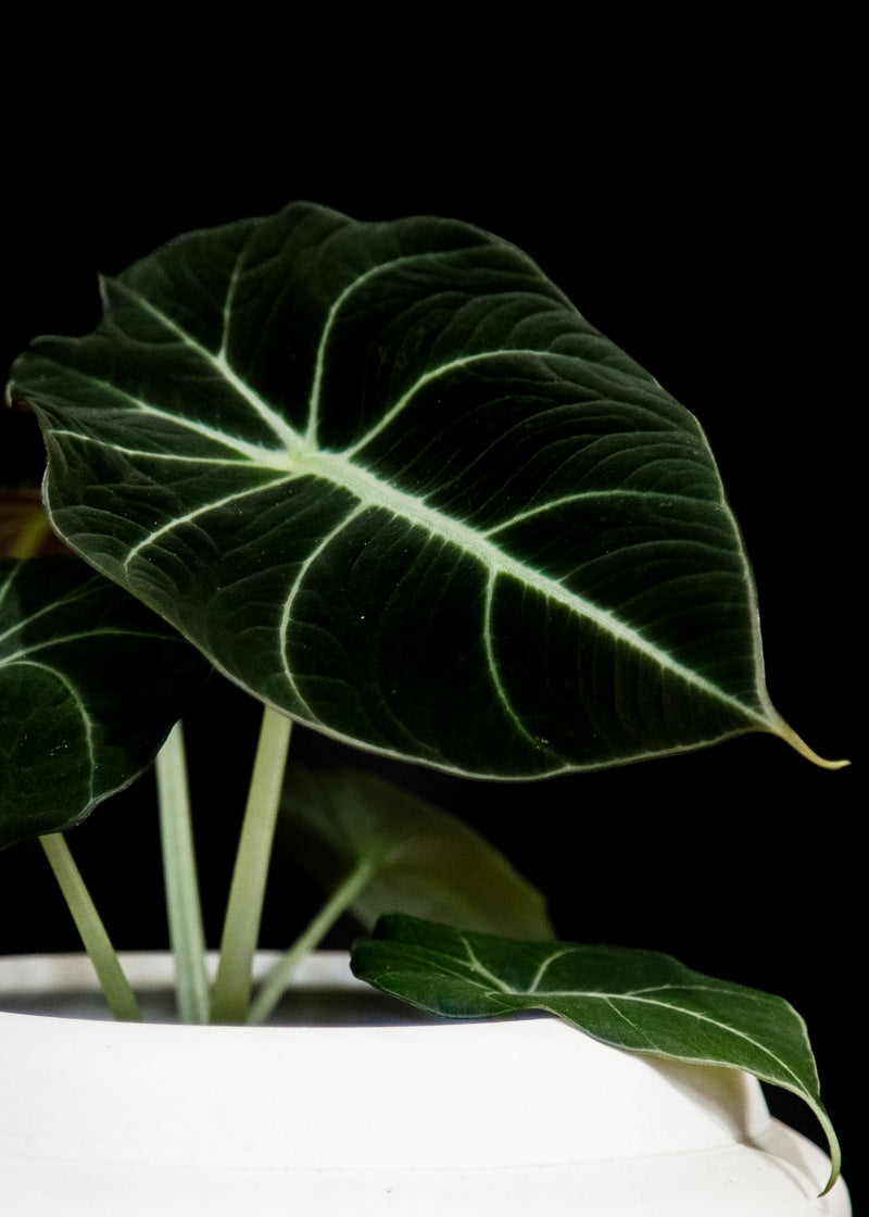 Alocasia / Black Velvet