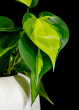 Philodendron / Brazil
